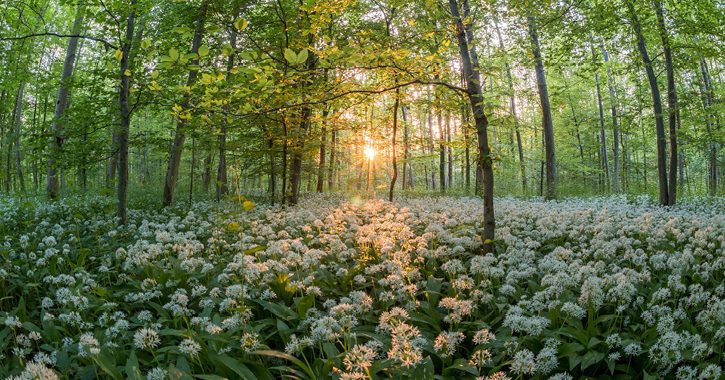 wild garlic covered floor of forest at sunrise